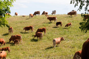 krowy na polu
