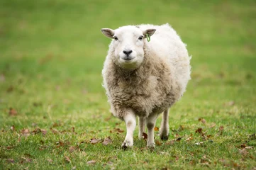 Fotobehang sheep in field © andreac77