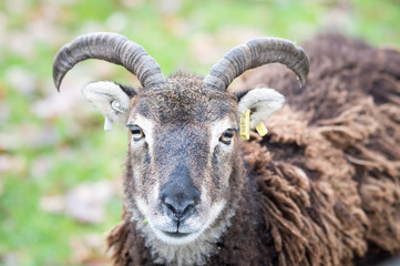 portrait of a sheep, ancient breed, brecon beacons national park
