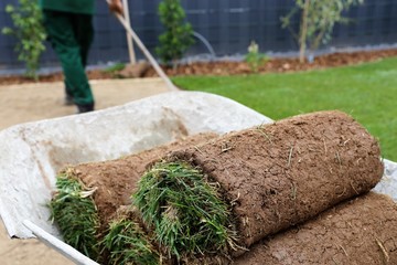Gardener laying rolled turf