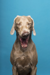 Portrait of yawning female Weimaraner dog on a blue background