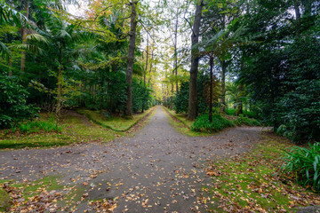 Beautiful Terra Nostra Botanical Park, Azores