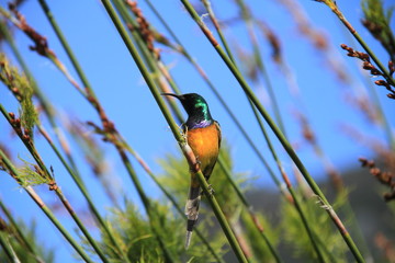 Un oiseau à Cap Town