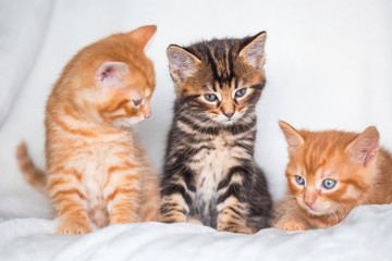 Trio de chatons