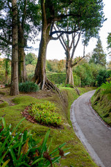 Fototapeta na wymiar Beautiful Terra Nostra Botanical Park, Azores