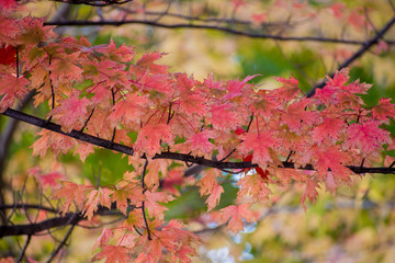 Fall foliage with red leaves