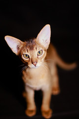 Abyssinian cat close up, portrait