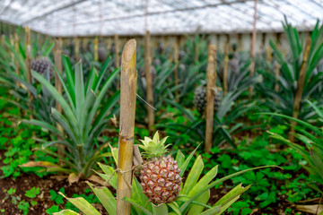 Greenhouse Pineapple Planting, Azores