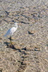 Egret in clear water. seabird finding food on beach. vertical photo.