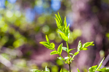 Young tree branch sprout with growing leaves in spring forest