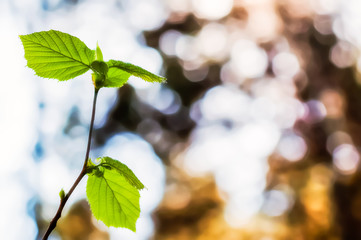 Young hazel tree branch sprout with growing leaves in spring forest