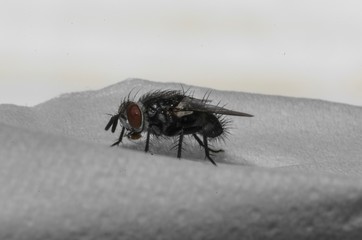 Esemplare di mosca domestica in primo piano