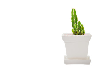 Cactus in a white pots isolate on white background.