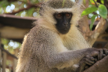 Un singe assis dans un arbre