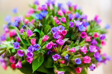 Fototapeta premium The vibrant bouquet of Pulmonaria or lungwort multicolor blue, magenta, red and purple blooming flowers
