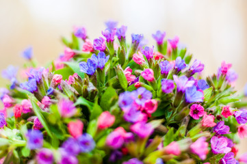 Obraz premium The vibrant bouquet of Pulmonaria or lungwort multicolor blue, magenta, red and purple blooming flowers