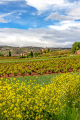 Fototapeta na wymiar Beautiful May agricultural landscape with mustard plants, vineyards and the village of Ventosa in La Rioja, Spain in the distance, on the Way of St. James, Camino de Santiago