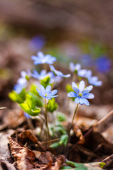 Group of growing Hepatica Snowdrops blue flowers in early spring forest