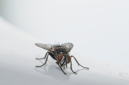 Esemplare di mosca domestica in primo piano