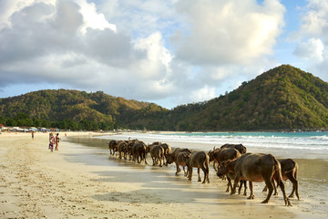Herd of buffalo crossing Selong Belanak Beach, a daily occurrence as they return from grazing in the fields, Lombok, Indonesia