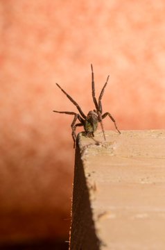 Esemplare di ragno comune (Zoropsidae) in primo piano