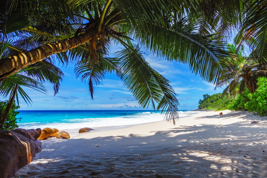 beautiful paradise beach, anse bazarca, seychelles 15