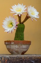 Pianta di cactus con bellissimi fiori bianchi e rosa in primo piano