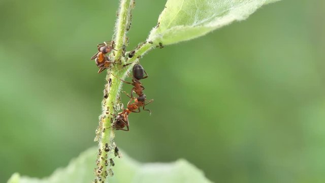 Kleine rote Waldameisen f&uuml;ttern sich gegenseitig an einem Halm in einer Kolonie Blattl&auml;use, Makro