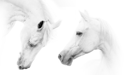 Two beautiful white horses - obrazy, fototapety, plakaty