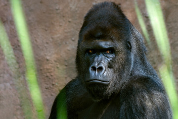 Portrait of a close-up of male gorilla in the zoo, the most dangerous and biggest monkey . Look of a great ape. Close Up portrait .