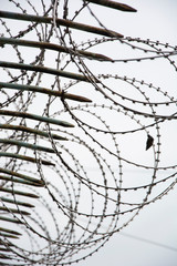 razor wire
