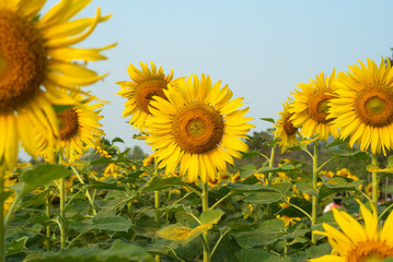 Closeup picture of blossom sunflowers in the plantation field with blue sky background in a sunny day