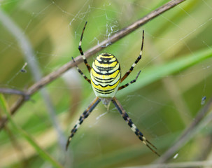 Wasp spider (Argiope bruennichi) on the spider web