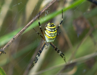 Wasp spider (Argiope bruennichi) on the spider web