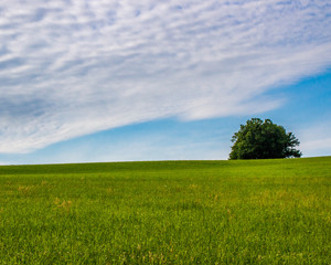 green field, blue sky, clouds, with a loan tree