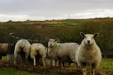 Sheep feeding and looking at camera with Cornish landscape in background