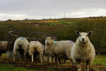 Obraz premium Sheep feeding and looking at camera with Cornish landscape in background
