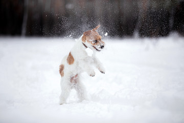 Doggy breed Jack Russell Terrier in the winter forest