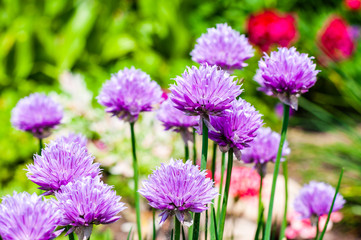 Bunch of violet purple Chives or Allium Schoenoprasum blooming flowers
