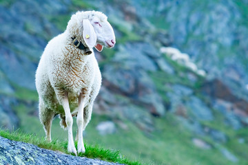 Tyrolean mountain sheep looking at the viewer, Stubai Valley, Tyrol, Austria