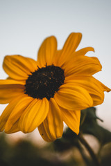 A beautiful tullip field in The Netherlands during spring