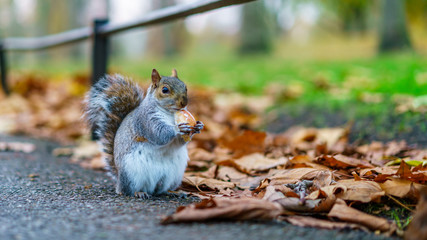 gray squirrel in a park eating a cookie © Christian B.