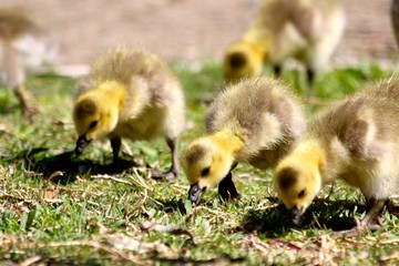 Goslings