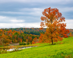 Obraz premium country landscape with orange maple tree next to pond 