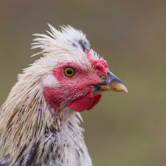 free range hens portrait