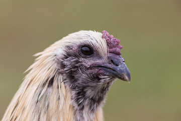 free range hens portrait