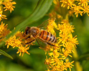 honeybee on yellow flowers macro 