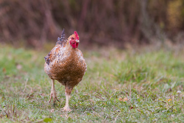 free range hens portrait