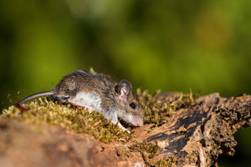 House mouse (Mus musculus) in autumn