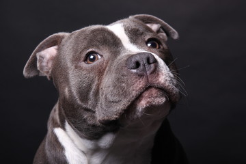 Portrait of a beautiful dog